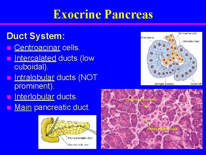 Exocrine Pancreas Duct System: n n n Centroacinar cells. Intercalated ducts (low cuboidal). Intralobular