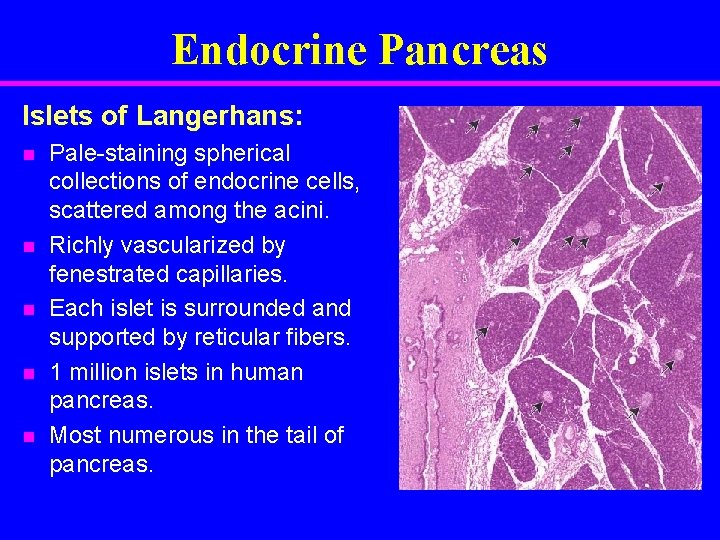 Endocrine Pancreas Islets of Langerhans: n n n Pale-staining spherical collections of endocrine cells,