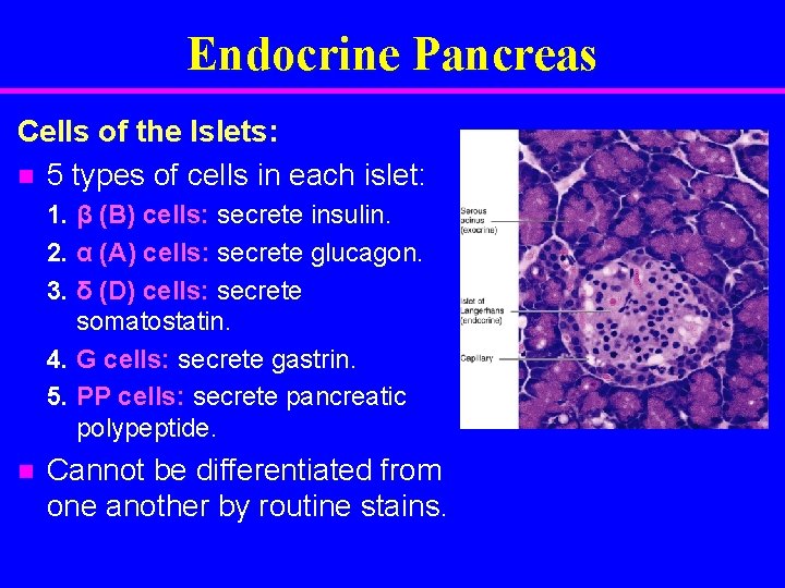Endocrine Pancreas Cells of the Islets: n 5 types of cells in each islet: