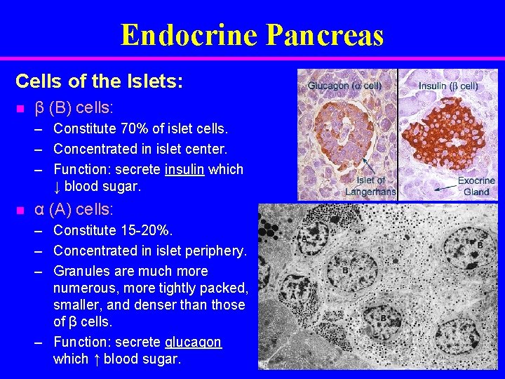 Endocrine Pancreas Cells of the Islets: n β (B) cells: – – – n