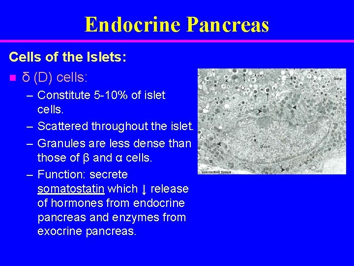 Endocrine Pancreas Cells of the Islets: n δ (D) cells: – Constitute 5 -10%