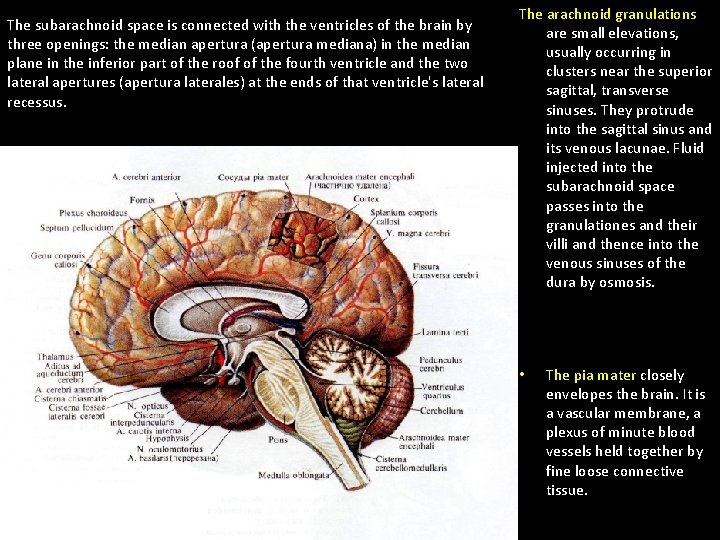 The subarachnoid space is connected with the ventricles of the brain by three openings: