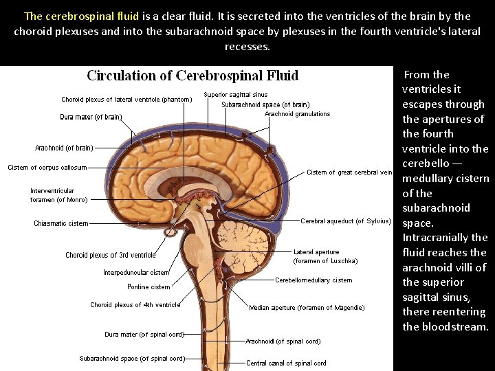 The cerebrospinal fluid is a clear fluid. It is secreted into the ventricles of