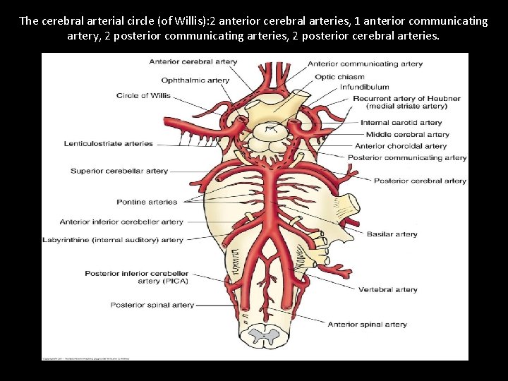 The cerebral arterial circle (of Willis): 2 anterior cerebral arteries, 1 anterior communicating artery,