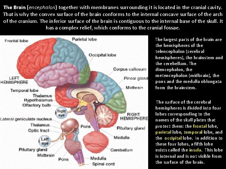 The Brain (encephalon) together with membranes surrounding it is located in the cranial cavity.