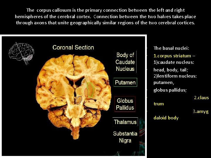 The corpus callosum is the primary connection between the left and right hemispheres of