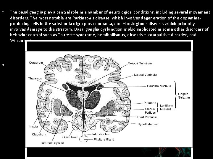  • • The basal ganglia play a central role in a number of
