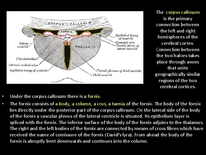 The corpus callosum is the primary connection between the left and right hemispheres of