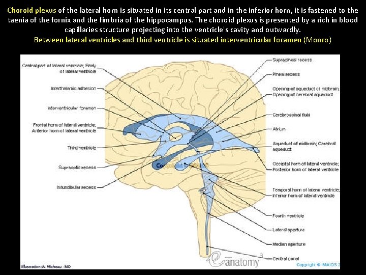 Choroid plexus of the lateral horn is situated in its central part and in