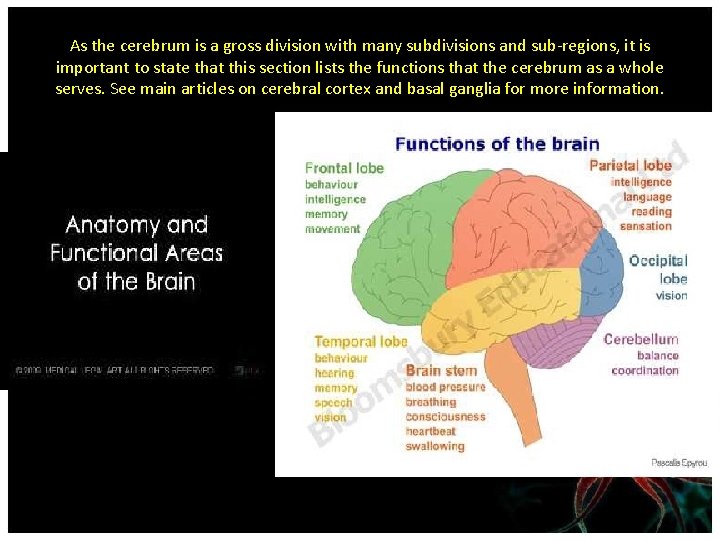 As the cerebrum is a gross division with many subdivisions and sub-regions, it is