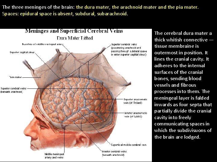 The three meninges of the brain: the dura mater, the arachnoid mater and the
