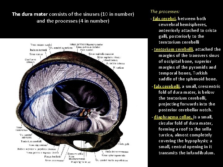 The dura mater consists of the sinuses (10 in number) and the processes (4