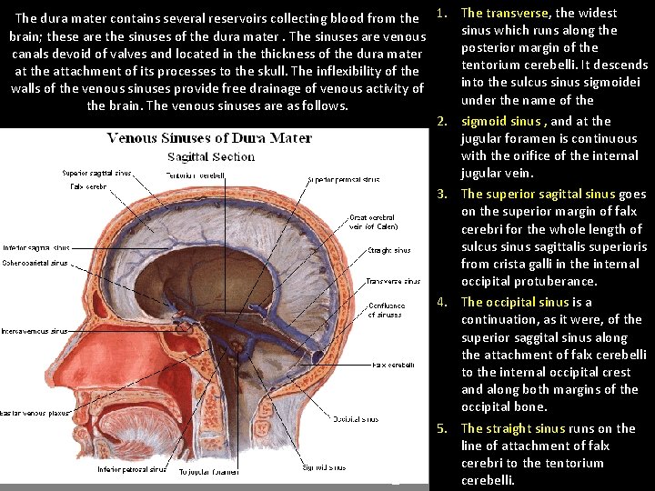 The dura mater contains several reservoirs collecting blood from the 1. The transverse, the