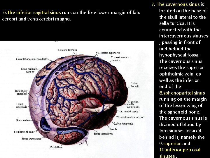 6. The inferior sagittal sinus runs on the free lower margin of falx cerebri