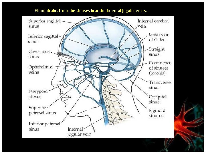 Blood drains from the sinuses into the internal jugular veins. 