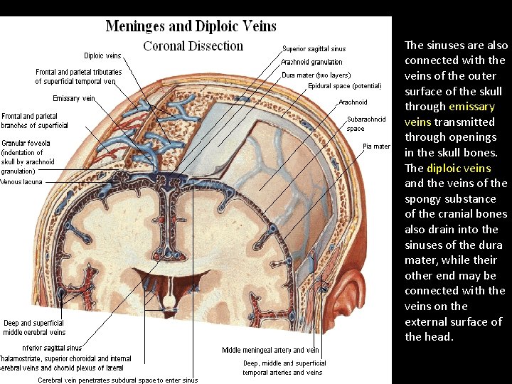  • The sinuses are also connected with the veins of the outer surface