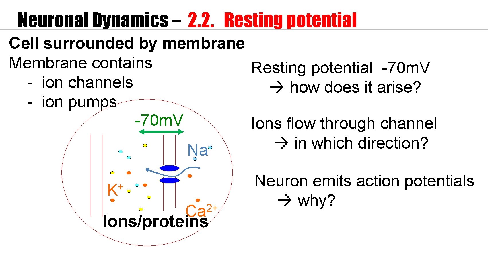 Neuronal Dynamics – 2. 2. Resting potential Cell surrounded by membrane Membrane contains Resting