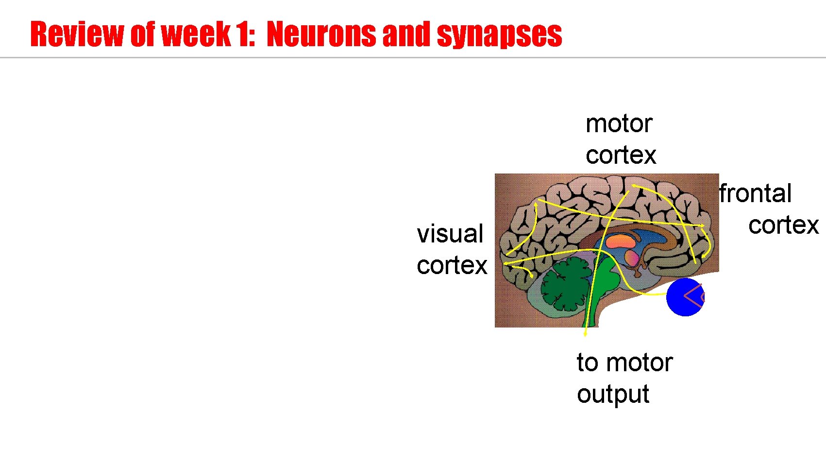 Review of week 1: Neurons and synapses motor cortex frontal cortex visual cortex to