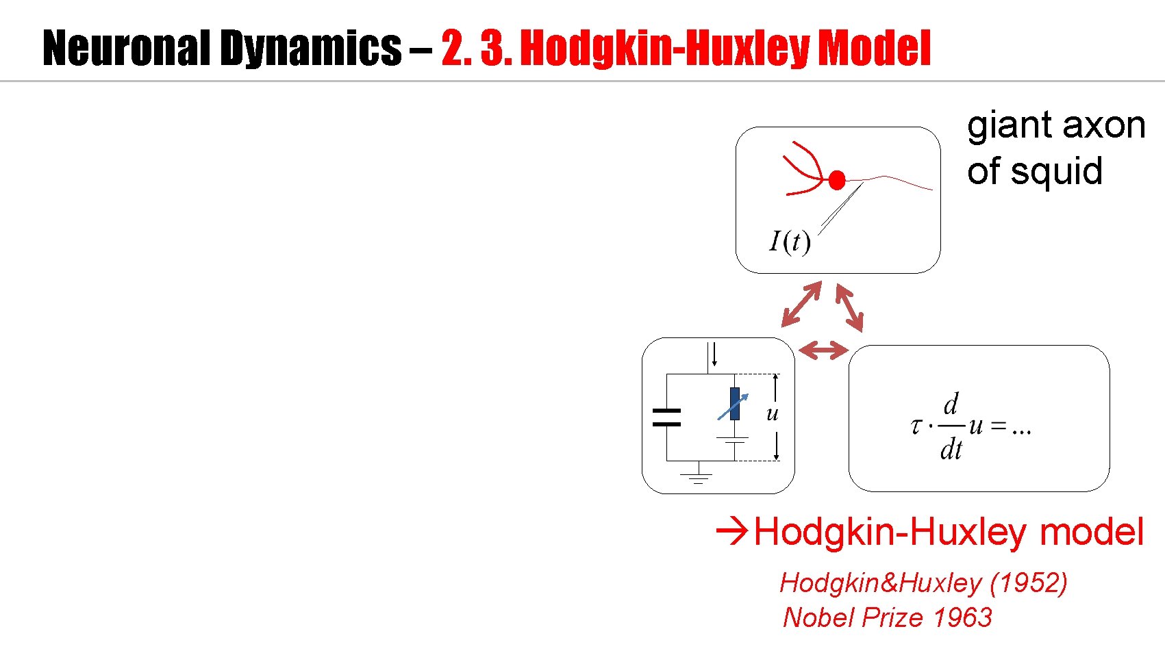 Neuronal Dynamics – 2. 3. Hodgkin-Huxley Model giant axon of squid Hodgkin-Huxley model Hodgkin&Huxley