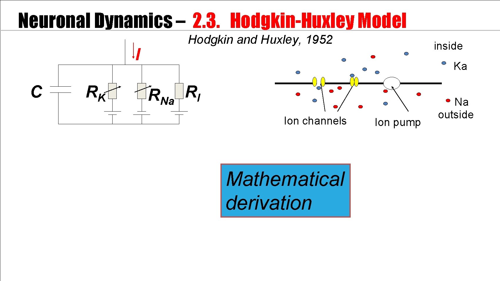 Neuronal Dynamics – 2. 3. Hodgkin-Huxley Model I C RK Hodgkin and Huxley, 1952