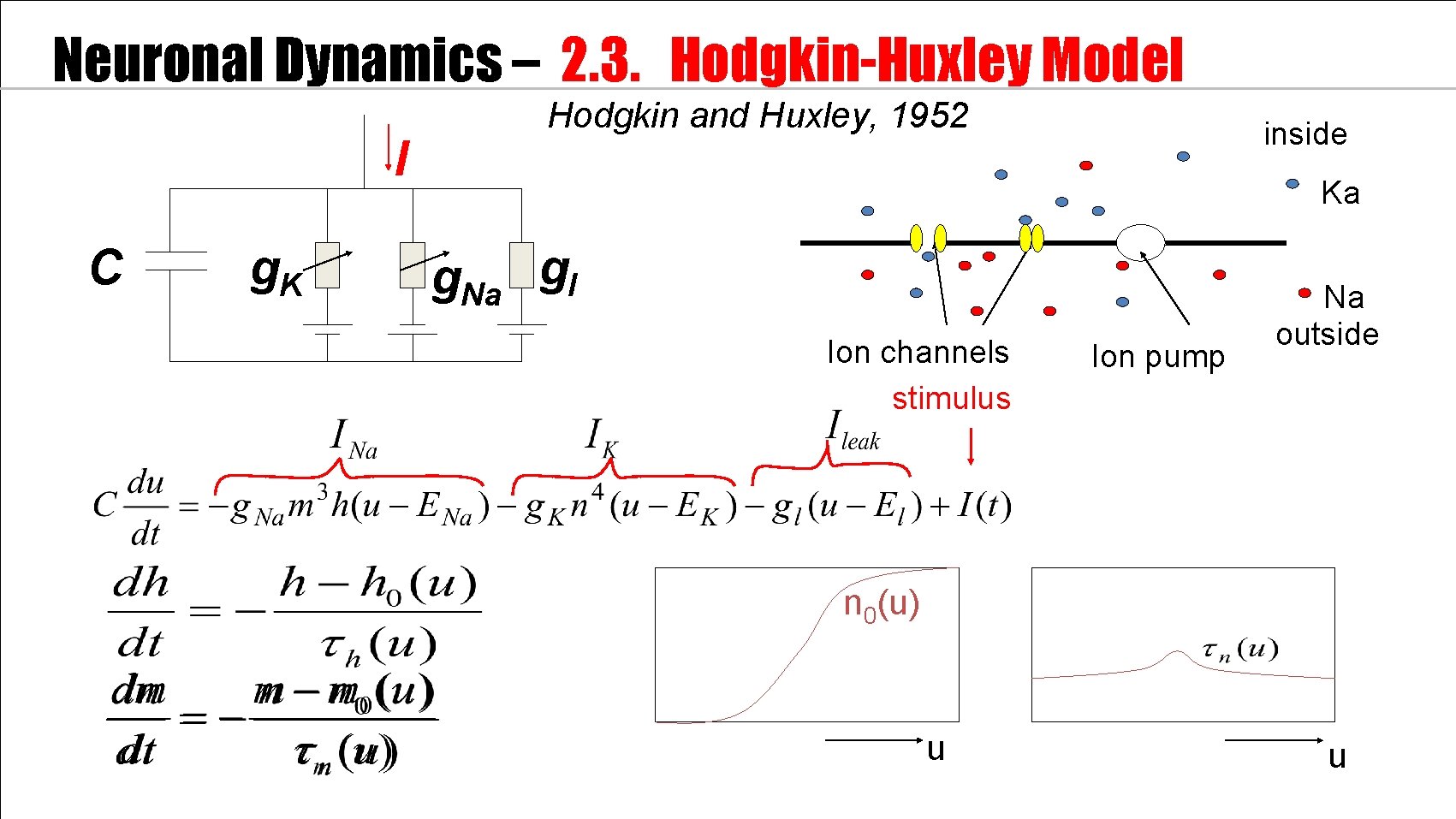 Neuronal Dynamics – 2. 3. Hodgkin-Huxley Model 100 C I m. V g. K