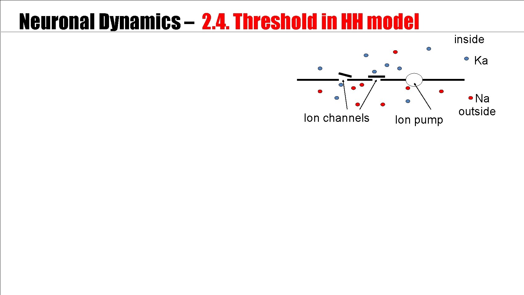 Neuronal Dynamics – 2. 4. Threshold in HH model inside Ka Ion channels Ion