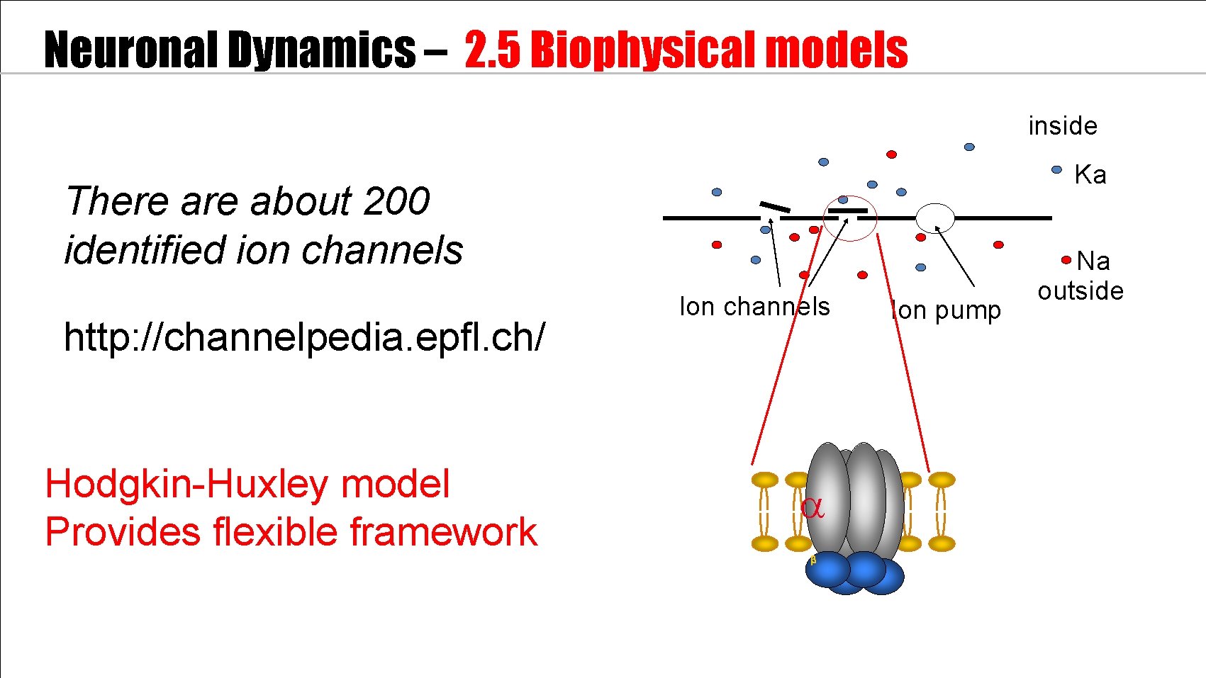 Neuronal Dynamics – 2. 5 Biophysical models inside Ka There about 200 identified ion