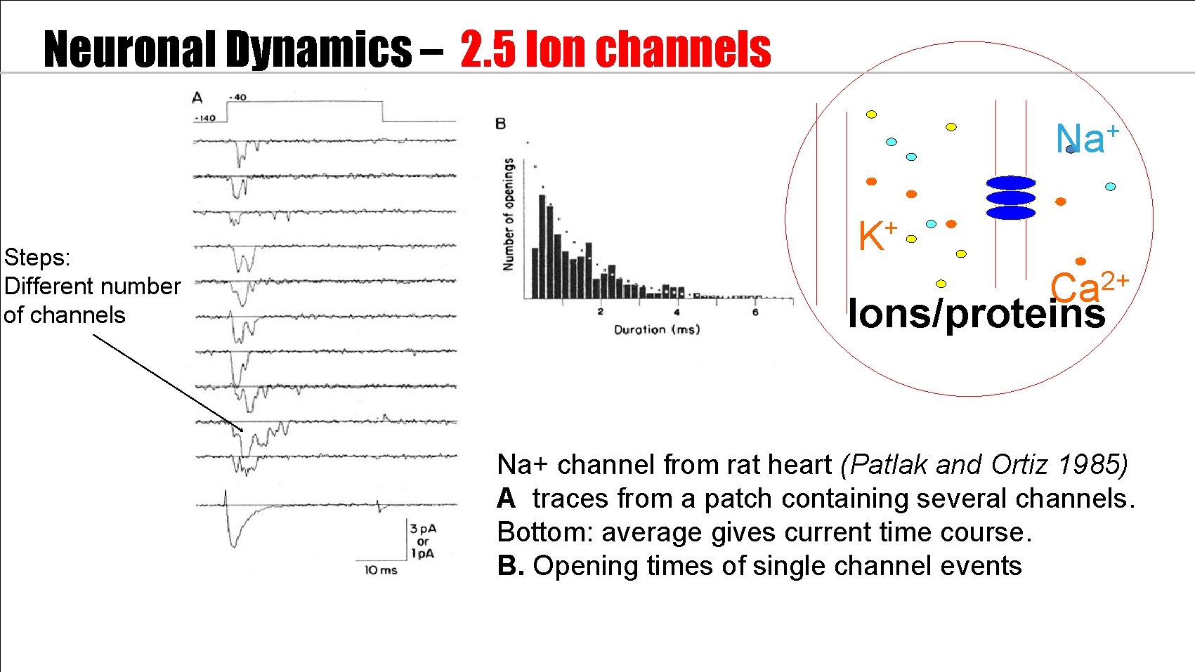 Neuronal Dynamics – 2. 5 Ion channels + Na Steps: Different number of channels