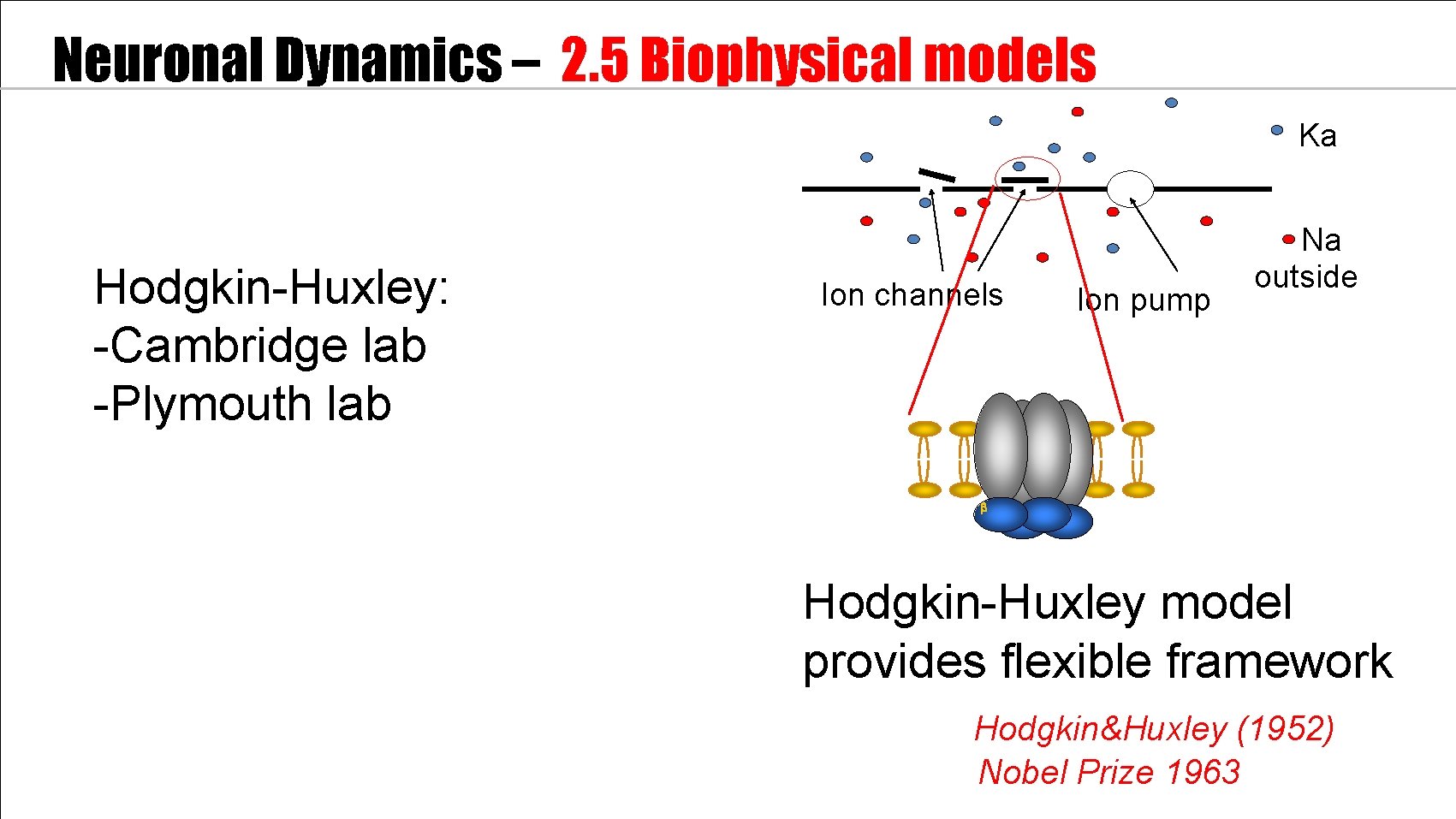 Neuronal Dynamics – 2. 5 Biophysical models inside Ka Hodgkin-Huxley: -Cambridge lab -Plymouth lab