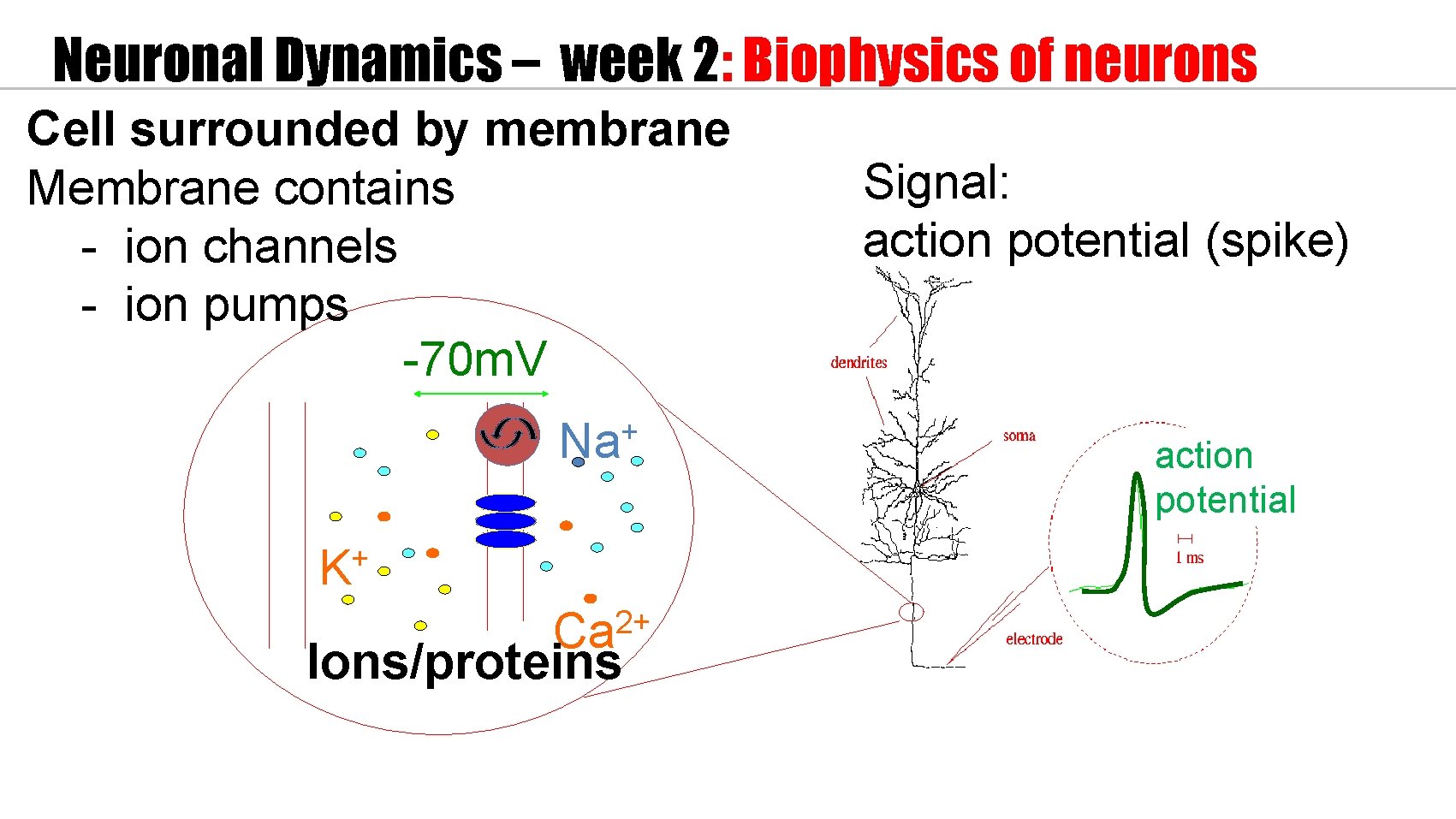 Neuronal Dynamics – week 2: Biophysics of neurons Cell surrounded by membrane Membrane contains