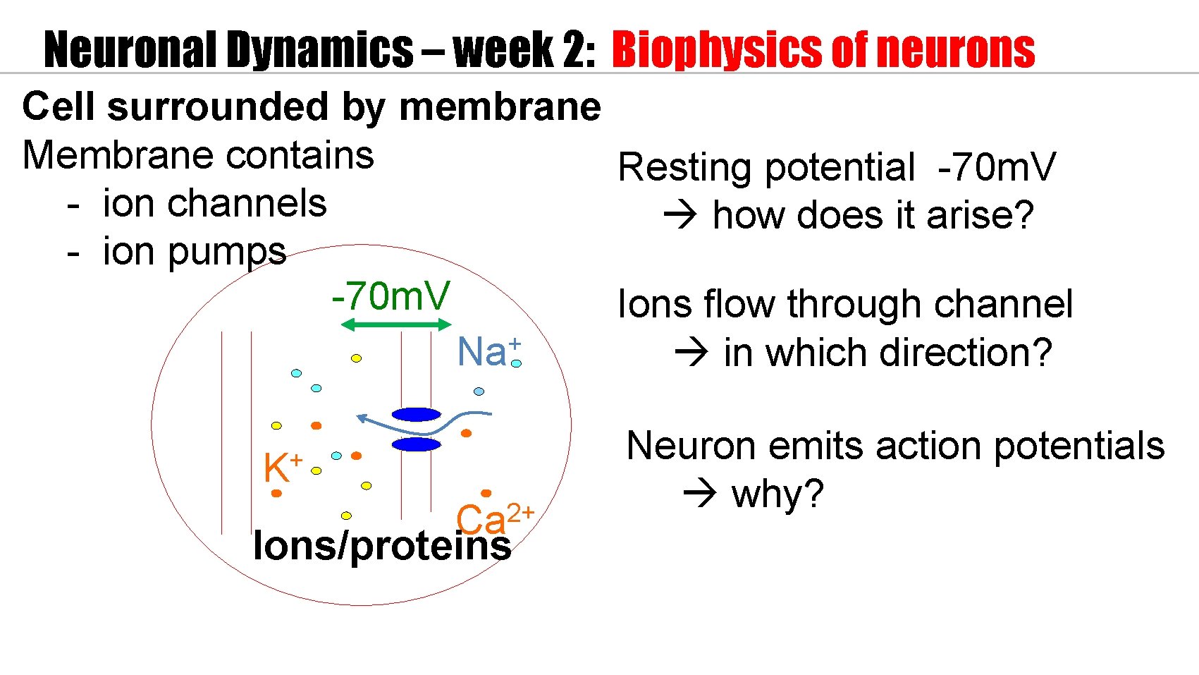 Neuronal Dynamics – week 2: Biophysics of neurons Cell surrounded by membrane Membrane contains