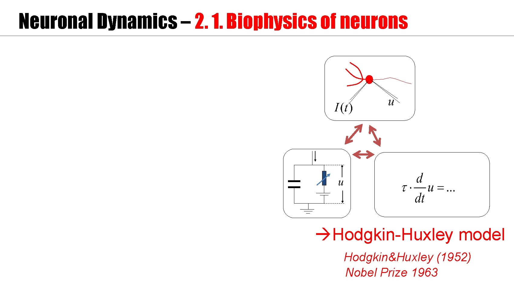 Neuronal Dynamics – 2. 1. Biophysics of neurons Hodgkin-Huxley model Hodgkin&Huxley (1952) Nobel Prize