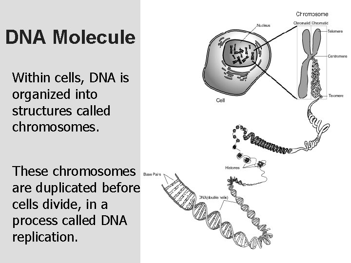 DNA Molecule Within cells, DNA is organized into structures called chromosomes. These chromosomes are