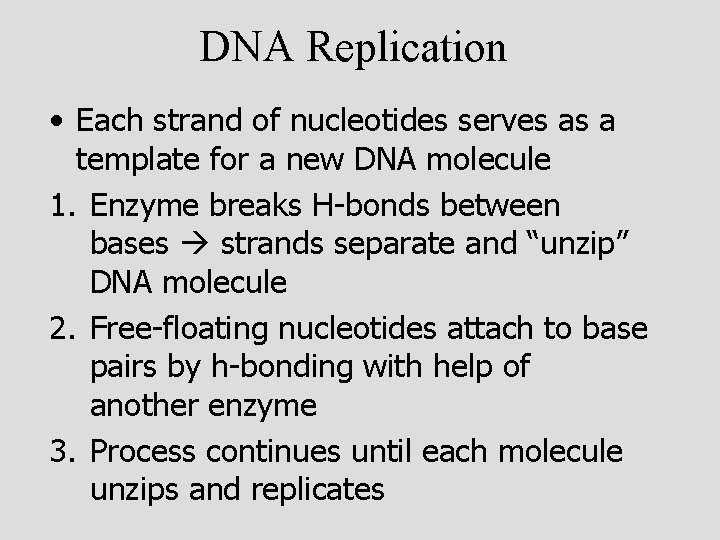 DNA Replication • Each strand of nucleotides serves as a template for a new