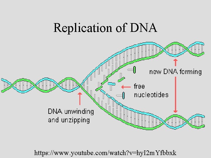 Replication of DNA https: //www. youtube. com/watch? v=hy. I 2 m. Yfbbxk 