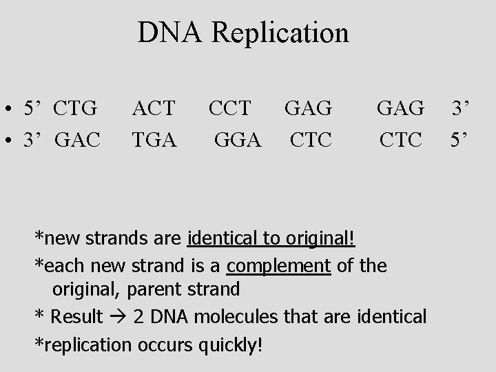 DNA Replication • 5’ CTG • 3’ GAC ACT TGA CCT GGA GAG CTC