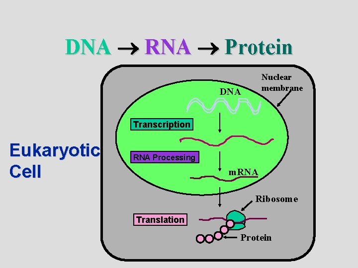 DNA RNA Protein Nuclear membrane DNA Transcription Eukaryotic Cell RNA Processing m. RNA Ribosome