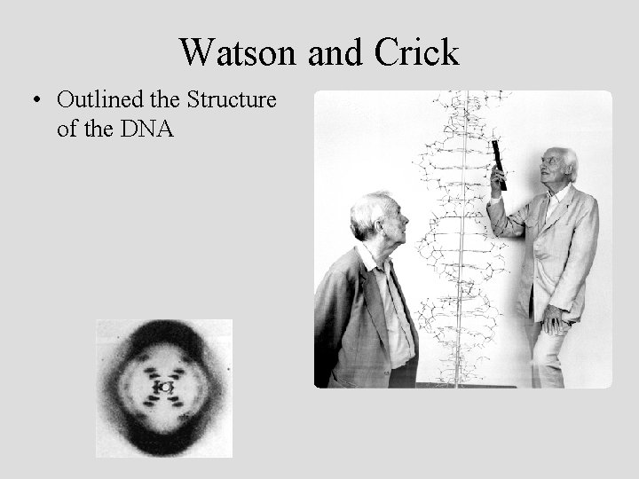 Watson and Crick • Outlined the Structure of the DNA 