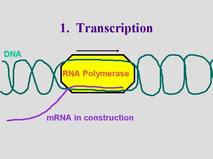 1. Transcription DNA RNA Polymerase m. RNA in construction 