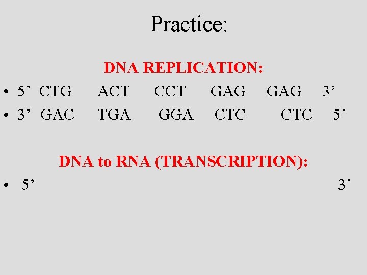 Practice: • 5’ CTG • 3’ GAC DNA REPLICATION: ACT CCT GAG 3’ TGA
