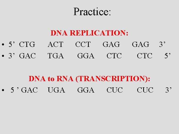 Practice: • 5’ CTG • 3’ GAC DNA REPLICATION: ACT CCT GAG 3’ TGA