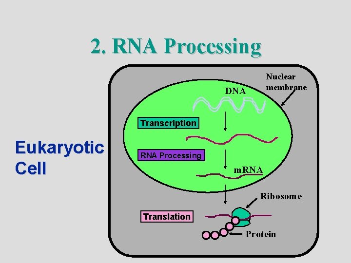 2. RNA Processing Nuclear membrane DNA Transcription Eukaryotic Cell RNA Processing m. RNA Ribosome