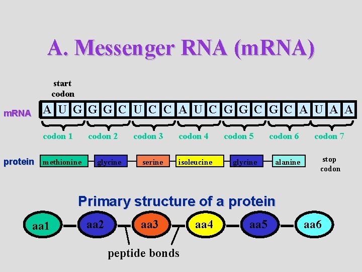 A. Messenger RNA (m. RNA) start codon m. RNA A U G G G