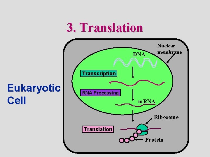 3. Translation Nuclear membrane DNA Transcription Eukaryotic Cell RNA Processing m. RNA Ribosome Translation