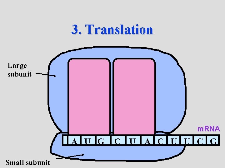 3. Translation Large subunit m. RNA A U G Small subunit C U A