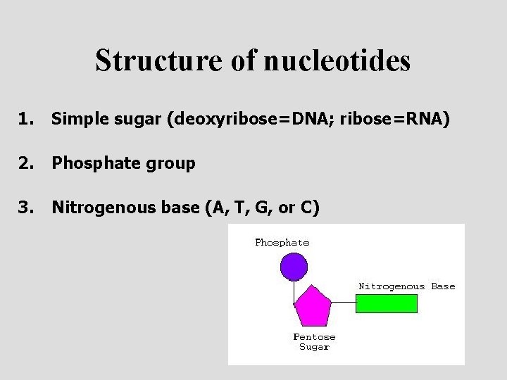 Structure of nucleotides 1. Simple sugar (deoxyribose=DNA; ribose=RNA) 2. Phosphate group 3. Nitrogenous base