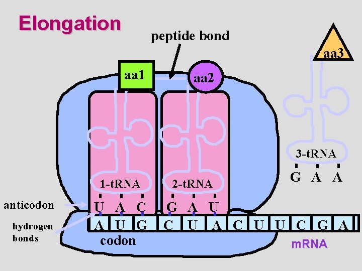 Elongation peptide bond aa 3 aa 1 aa 2 3 -t. RNA 1 -t.