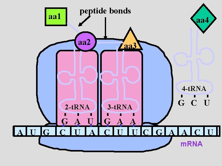 aa 1 peptide bonds aa 2 aa 4 aa 3 4 -t. RNA 2