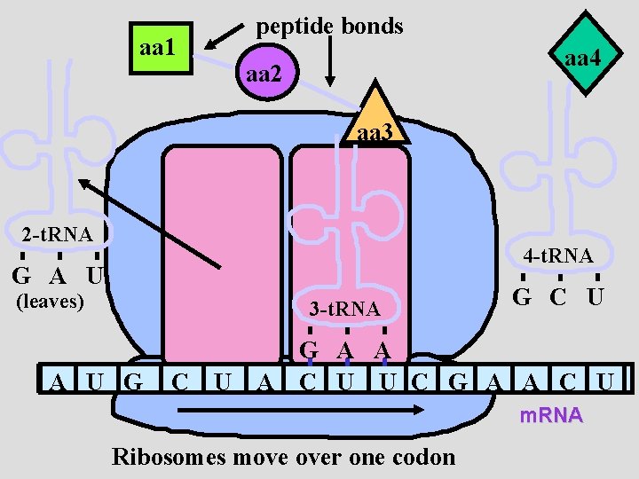 aa 1 peptide bonds aa 4 aa 2 aa 3 2 -t. RNA 4