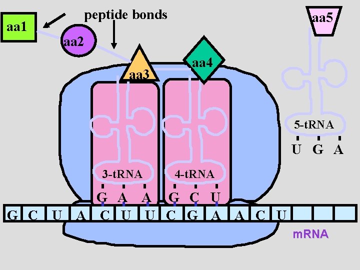 aa 1 peptide bonds aa 5 aa 2 aa 3 aa 4 5 -t.